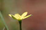 Yellow stargrass
